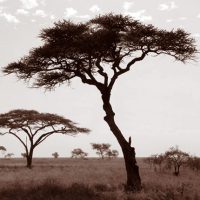 John H. Brown Jr., Serengeti Tree #2, Arcgival Pigment Print on Arches 140 lb.
Cold Press Watercolor Paper, The framed dimension is 20 3/4