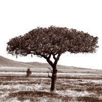 John H. Brown Jr., Serengeti Tree #3, Archival Pigment Prints on Arches Watercolor Paper, The framed dimension is 20 3/4