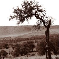 John H. Brown Jr., Serengeti Tree #4, Archival Pigment Prints on Arches Watercolor Paper, The framed dimension is 20 3/4