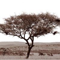 John H. Brown Jr., Serengeti Tree #5, Archival Pigment Prints on Arches Watercolor Paper, The framed dimension is 20 3/4