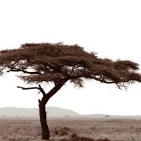 John H. Brown Jr., Serengeti Tree #7, Archival Pigment Prints on Arches Watercolor Paper, The framed dimension is 20 3/4