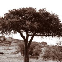 John H. Brown Jr., Serengeti Tree #8, Archival Pigment Prints on Arches Watercolor Paper, The framed dimension is 20 3/4