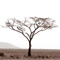 John H. Brown Jr., Serengeti Tree #10, Archival Pigment Prints on Arches Watercolor Paper, The framed dimension is 20 3/4