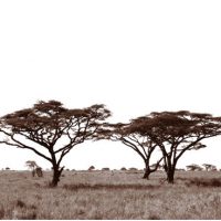 John H. Brown Jr., Serengeti Tree #12, Archival Pigment Prints on Arches Watercolor Paper, The framed dimension is 20 3/4