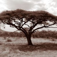 John H. Brown Jr., Serengeti Tree #11, Archival Pigment Prints on Arches Watercolor Paper, The framed dimension is 20 3/4
