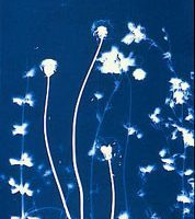 Pipo Nguyen-duy, AnOther Expedition, cyanotype from Monet's Garden at Giverny, 20 x 16 in.  (50.8 x 40.6 cm) framed, Courtesy the artist and Elizabeth Leach Gallery, Portland, OR