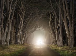A foggy light at the end of twisted tunnel of cypress trees