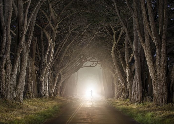 A foggy light at the end of twisted tunnel of cypress trees