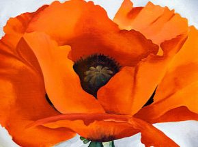 Red Poppy